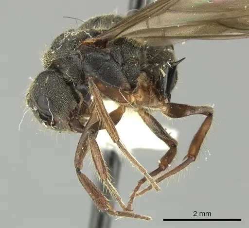 Dolichoderus curvilobus specimen JTLC000003267 image jtlc000003267_2