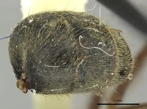 Dolichoderus curvilobus specimen JTLC000003267 image jtlc000003267_3
