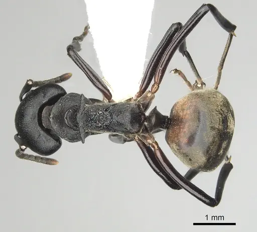 Dolichoderus cuspidatus specimen CASENT0249568 image casent0249568_1