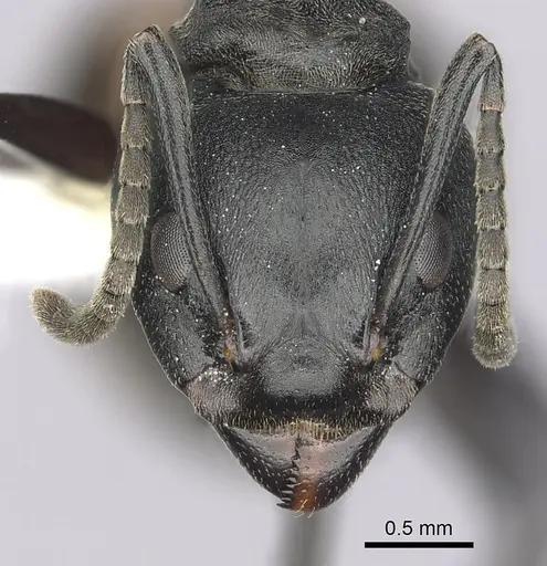 Dolichoderus cuspidatus specimen CASENT0249568 image casent0249568_2