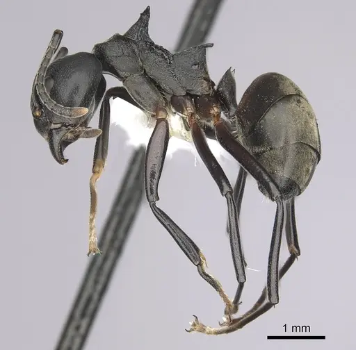 Dolichoderus cuspidatus specimen CASENT0249568 image casent0249568_3
