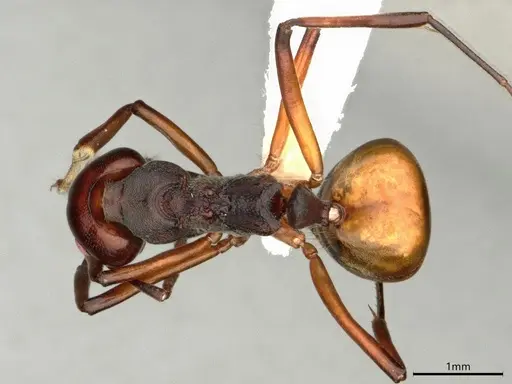 Dolichoderus cuspidatus specimen CASENT0866538 image casent0866538_1