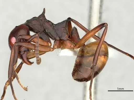 Dolichoderus cuspidatus specimen CASENT0866538 image casent0866538_3