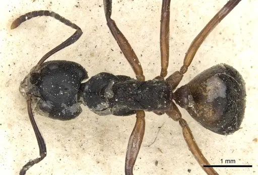Dolichoderus cuspidatus specimen CASENT0901856 image casent0901856_1