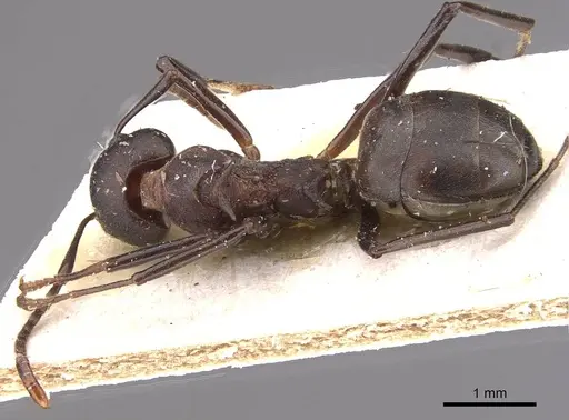 Dolichoderus cuspidatus specimen CASENT0909481 image casent0909481_1