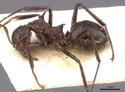 Dolichoderus cuspidatus specimen CASENT0909481 image casent0909481_3