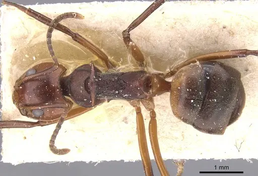 Dolichoderus cuspidatus specimen CASENT0911495 image casent0911495_1