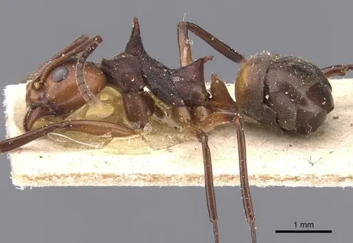 Dolichoderus cuspidatus specimen CASENT0911495 image casent0911495_3