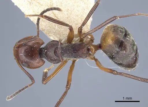 Dolichoderus cuspidatus specimen CASENT0917098 image casent0917098_1