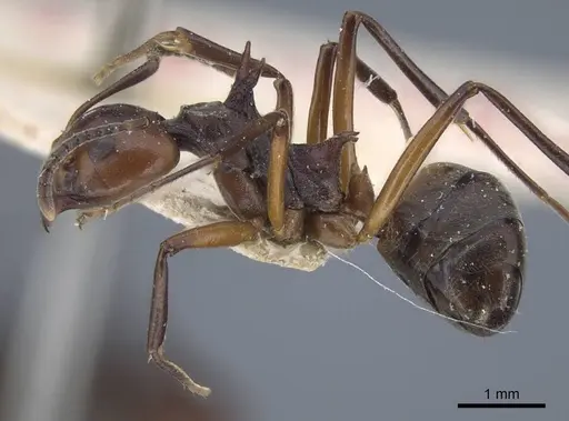 Dolichoderus cuspidatus specimen CASENT0917098 image casent0917098_3