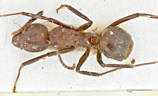 Dolichoderus cuspidatus specimen FOCOL2764 image focol2764_1