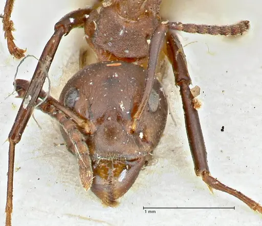 Dolichoderus cuspidatus specimen FOCOL2764 image focol2764_2