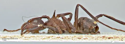 Dolichoderus cuspidatus specimen FOCOL2764 image focol2764_3