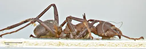 Dolichoderus cuspidatus specimen FOCOL2764 image focol2764_4
