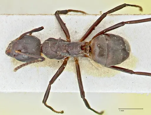 Dolichoderus cuspidatus specimen FOCOL2765 image focol2765_1