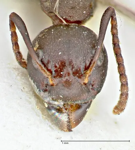 Dolichoderus cuspidatus specimen FOCOL2765 image focol2765_2