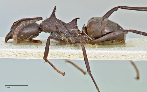 Dolichoderus cuspidatus specimen FOCOL2765 image focol2765_3