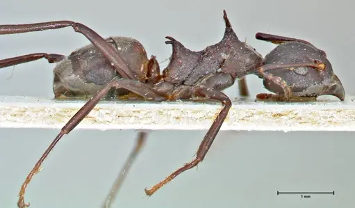 Dolichoderus cuspidatus specimen FOCOL2765 image focol2765_4