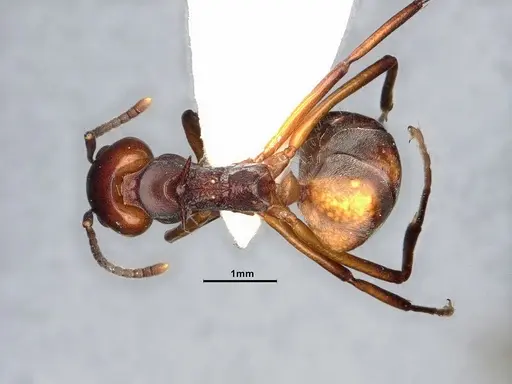 Dolichoderus cuspidatus specimen SMFHYM0008914 image smfhym0008914_1