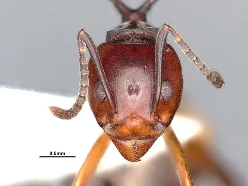 Dolichoderus cuspidatus specimen SMFHYM0008914 image smfhym0008914_2