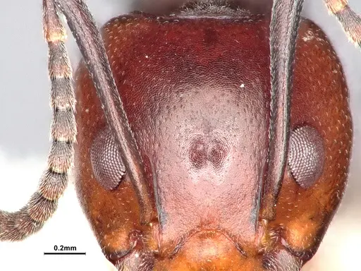 Dolichoderus cuspidatus specimen SMFHYM0008914 image smfhym0008914_3
