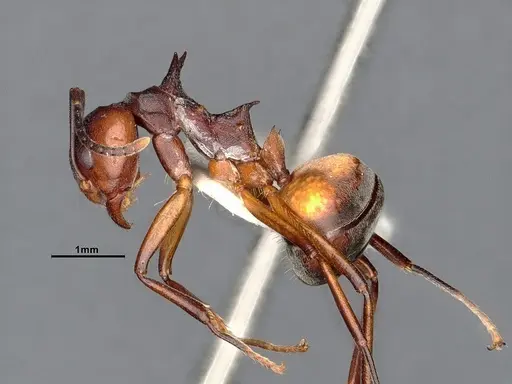 Dolichoderus cuspidatus specimen SMFHYM0008914 image smfhym0008914_4