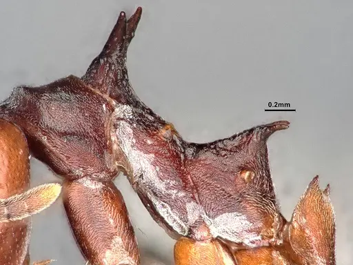 Dolichoderus cuspidatus specimen SMFHYM0008914 image smfhym0008914_5