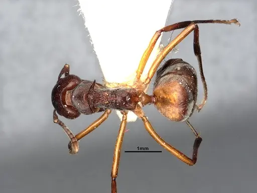 Dolichoderus cuspidatus specimen SMFHYM0008915 image smfhym0008915_1