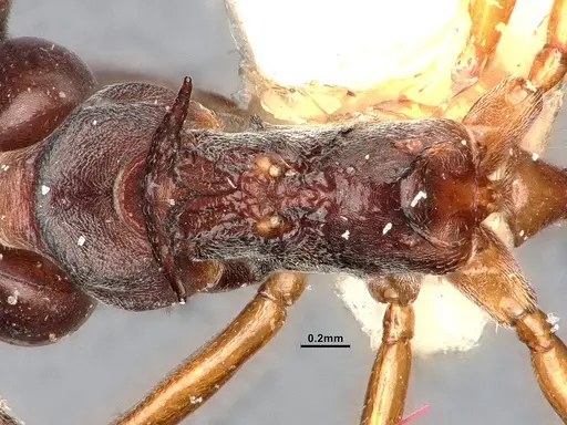 Dolichoderus cuspidatus specimen SMFHYM0008915 image smfhym0008915_2