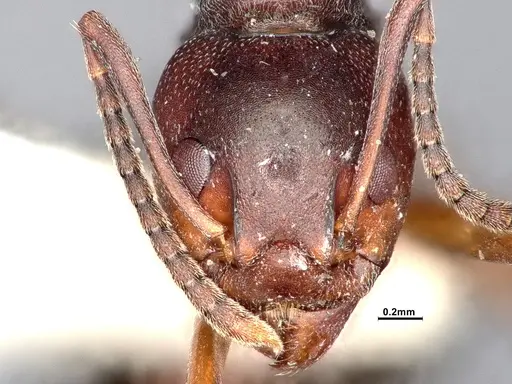 Dolichoderus cuspidatus specimen SMFHYM0008915 image smfhym0008915_3