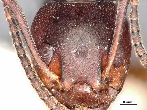 Dolichoderus cuspidatus specimen SMFHYM0008915 image smfhym0008915_4