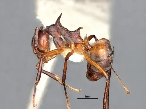 Dolichoderus cuspidatus specimen SMFHYM0008915 image smfhym0008915_5