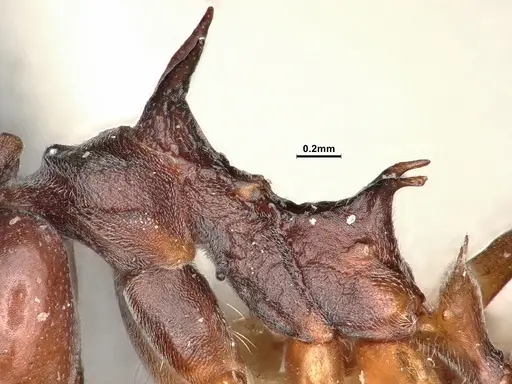 Dolichoderus cuspidatus specimen SMFHYM0008915 image smfhym0008915_6