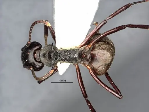 Dolichoderus cuspidatus specimen SMFHYM0008916 image smfhym0008916_1