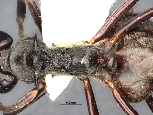 Dolichoderus cuspidatus specimen SMFHYM0008916 image smfhym0008916_2