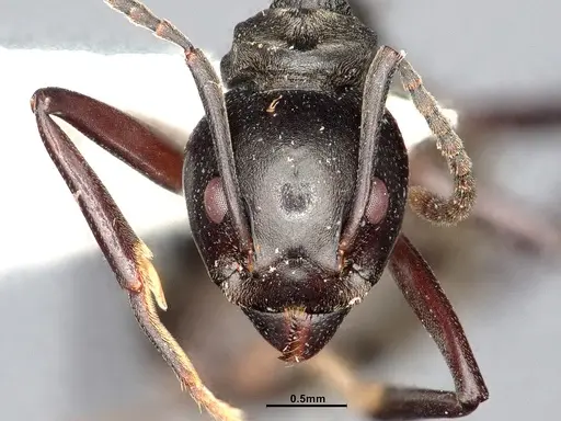 Dolichoderus cuspidatus specimen SMFHYM0008916 image smfhym0008916_3