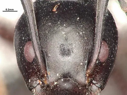 Dolichoderus cuspidatus specimen SMFHYM0008916 image smfhym0008916_4