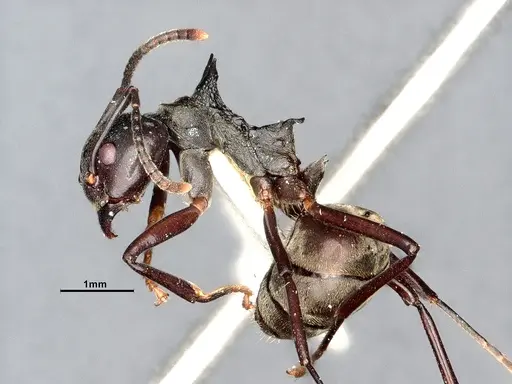 Dolichoderus cuspidatus specimen SMFHYM0008916 image smfhym0008916_5
