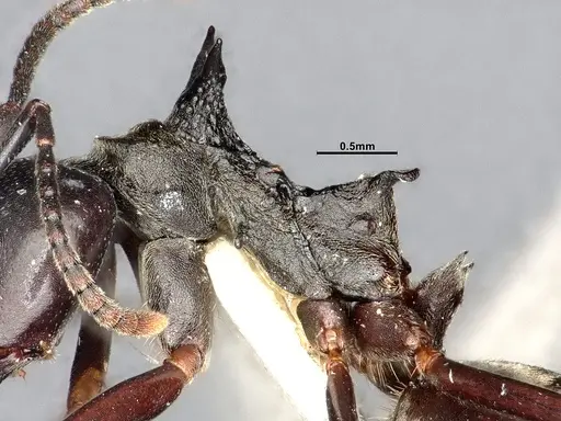 Dolichoderus cuspidatus specimen SMFHYM0008916 image smfhym0008916_6