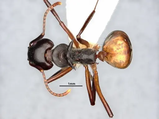 Dolichoderus cuspidatus specimen SMFHYM0008917 image smfhym0008917_1