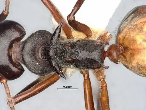 Dolichoderus cuspidatus specimen SMFHYM0008917 image smfhym0008917_2