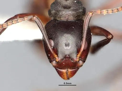 Dolichoderus cuspidatus specimen SMFHYM0008917 image smfhym0008917_3