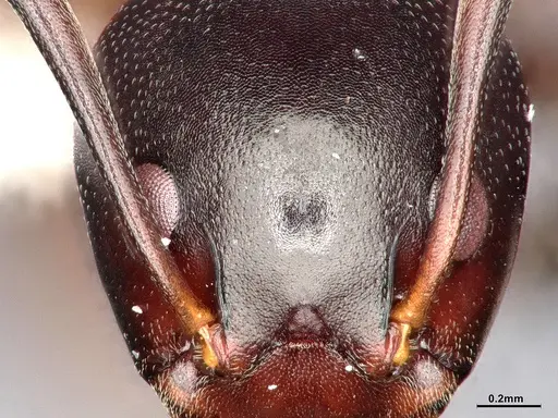 Dolichoderus cuspidatus specimen SMFHYM0008917 image smfhym0008917_4