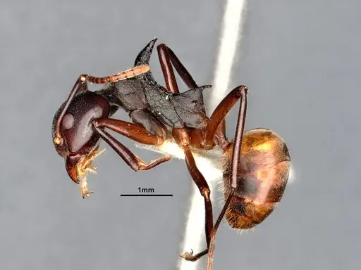 Dolichoderus cuspidatus specimen SMFHYM0008917 image smfhym0008917_5