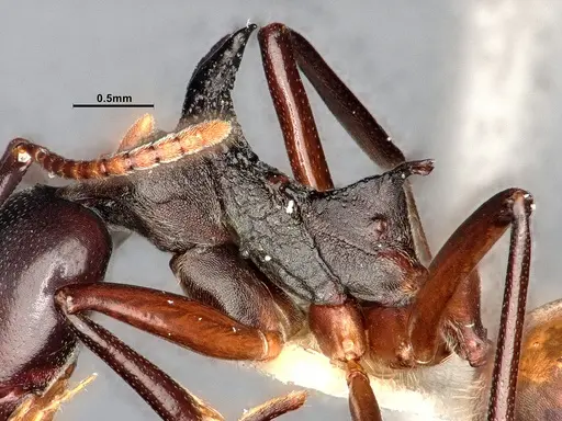 Dolichoderus cuspidatus specimen SMFHYM0008917 image smfhym0008917_6