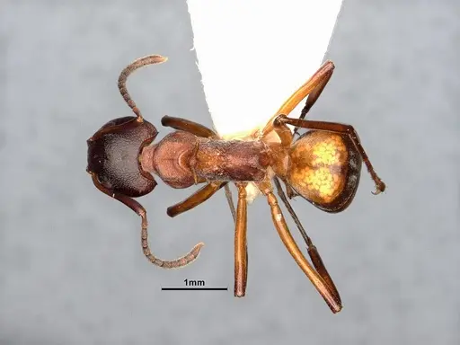 Dolichoderus cuspidatus specimen SMFHYM0008918 image smfhym0008918_1