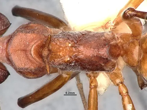 Dolichoderus cuspidatus specimen SMFHYM0008918 image smfhym0008918_2