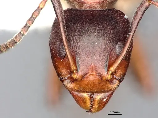 Dolichoderus cuspidatus specimen SMFHYM0008918 image smfhym0008918_3