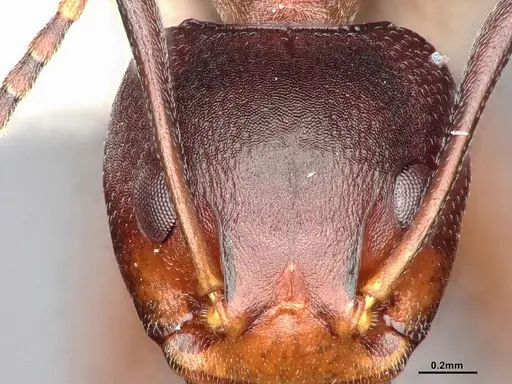 Dolichoderus cuspidatus specimen SMFHYM0008918 image smfhym0008918_4