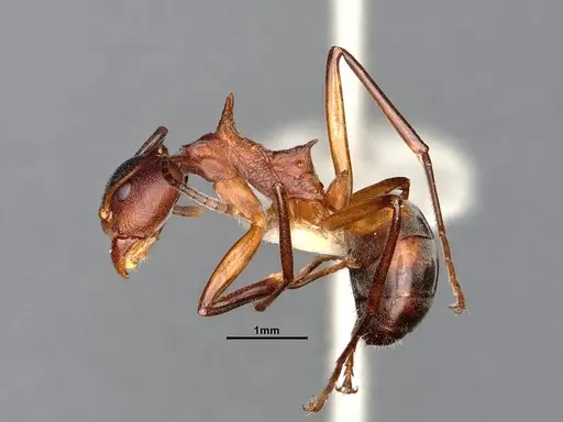 Dolichoderus cuspidatus specimen SMFHYM0008918 image smfhym0008918_5